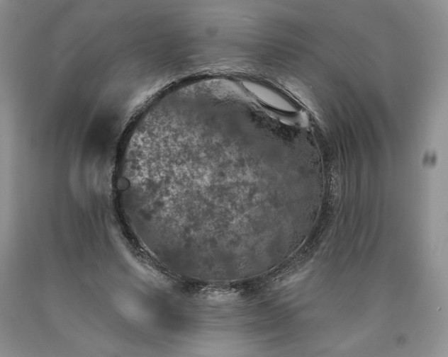 X0000090440491200707201256