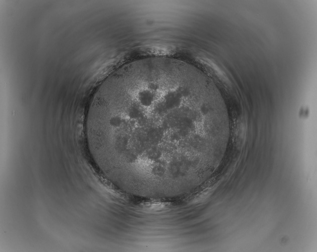 X0000090440553200707201255