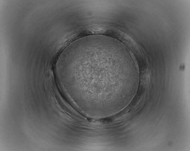 X0000090440604200707201254