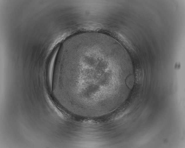 X0000090440634200707201254