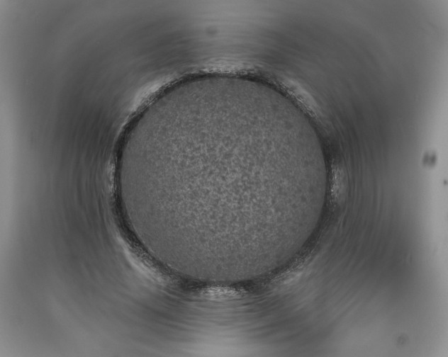 X0000090440636200707201254