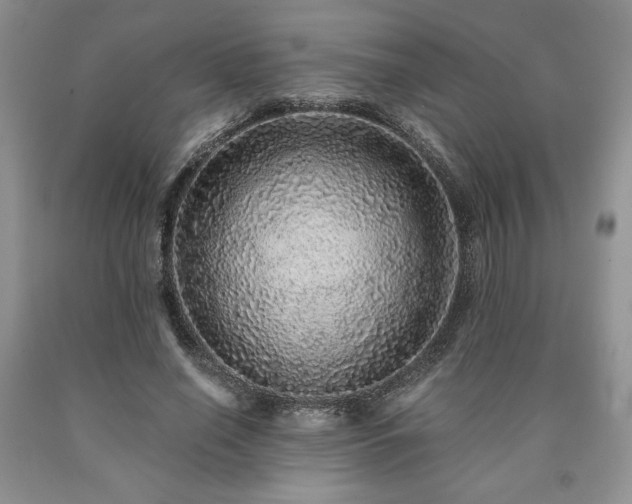 X0000090440638200707201254