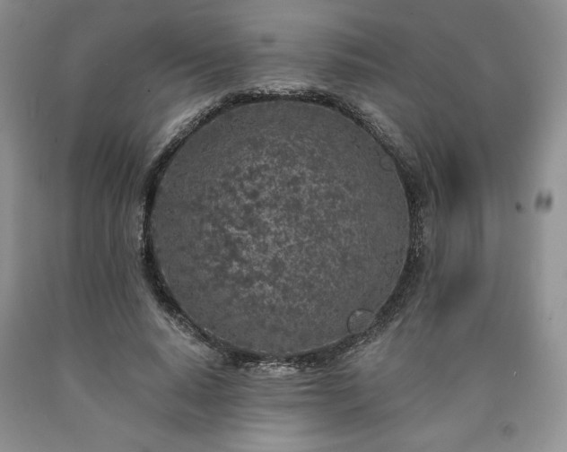 X0000090440640200707201254