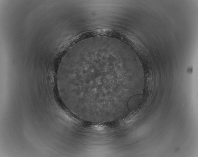 X0000090440654200707201254