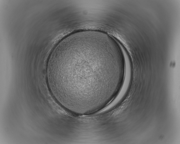 X0000090440673200707201253