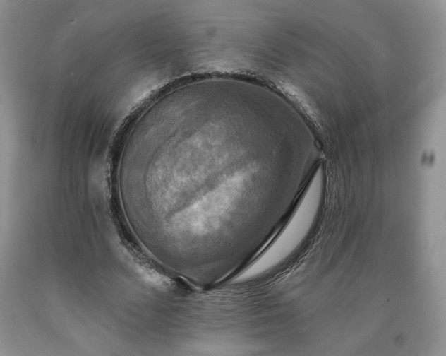 X0000090440680200707201253