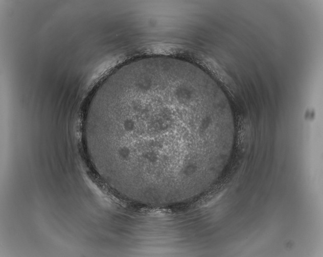 X0000090440683200707201253