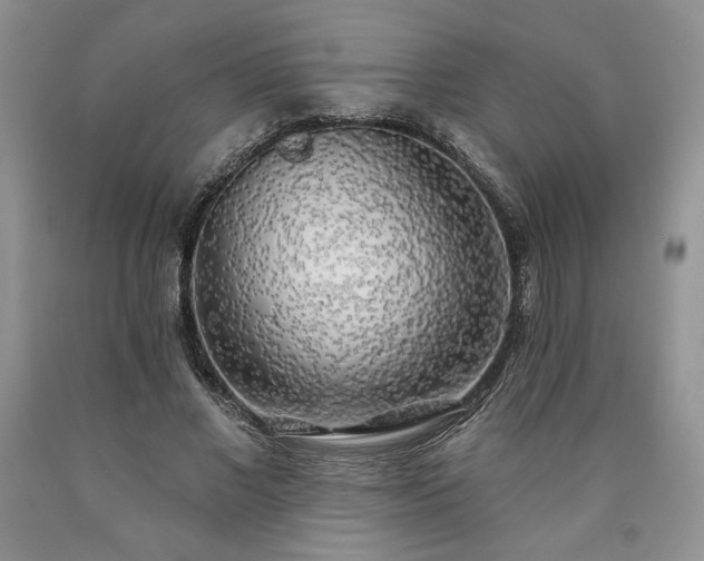 X0000090440685200707201253