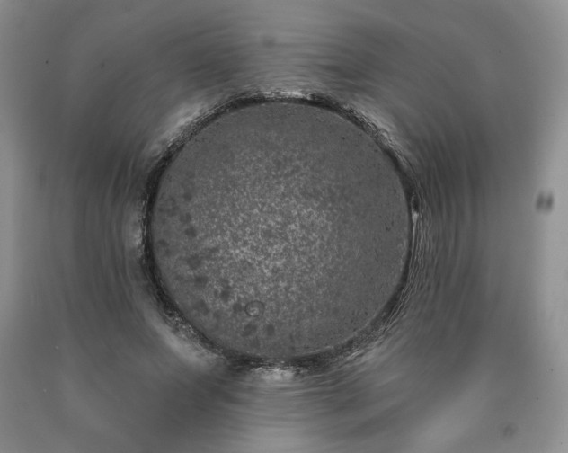 X0000090440687200707201253