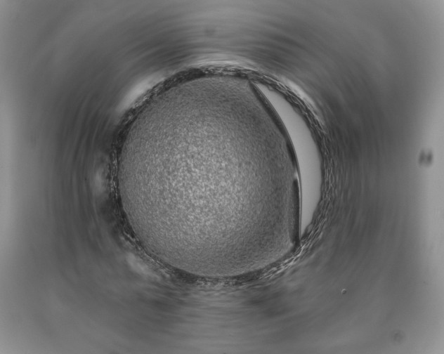 X0000090440775200707201252