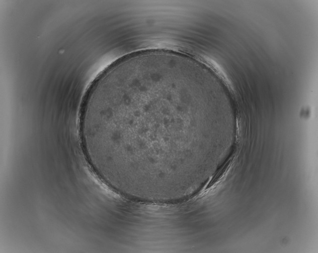 X0000090440780200707201252