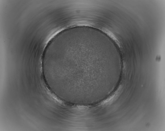 X0000090440782200707201252