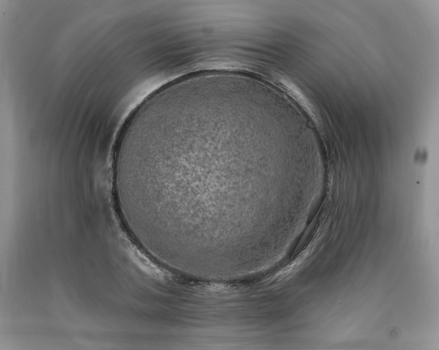 X0000090440787200707201252