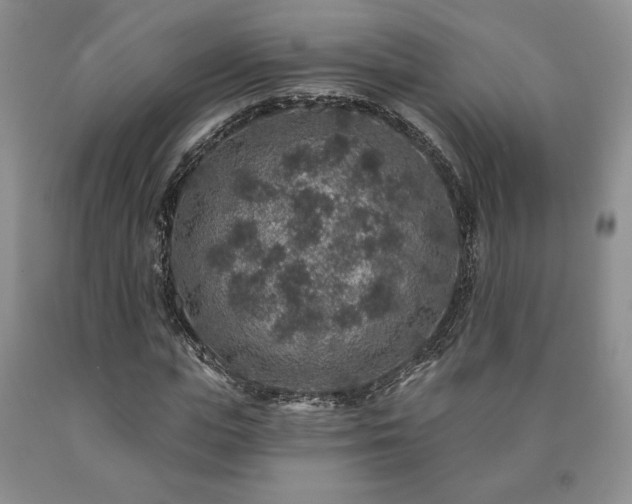 X0000090440823200707201251