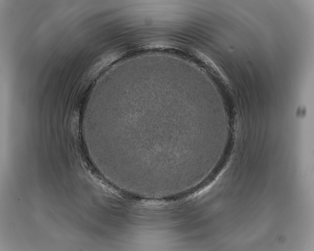 X0000090440825200707201251