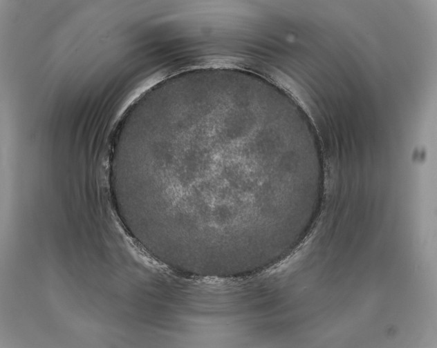 X0000090440827200707201251