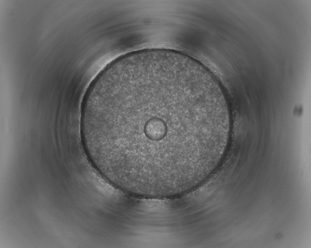 X0000090440836200707201251