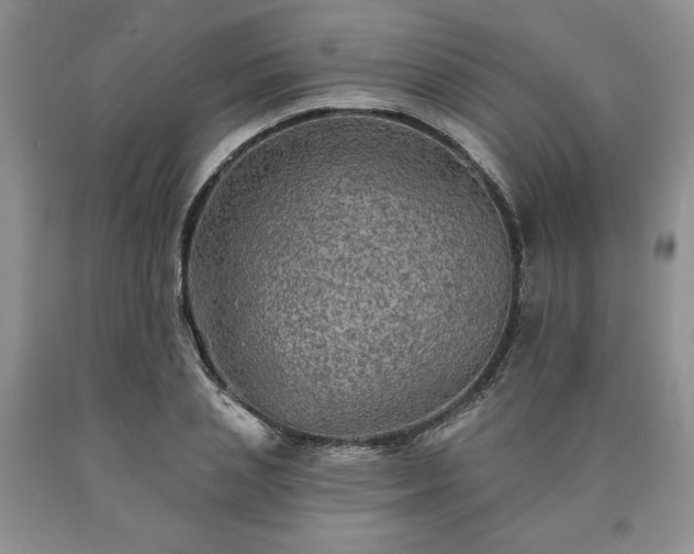 X0000090440837200707201251