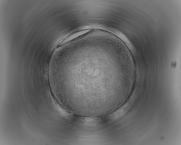 X0000090440857200707201251