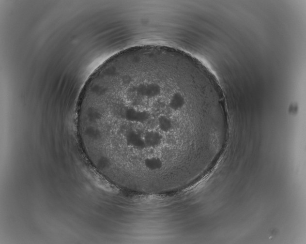 X0000090440879200707201251