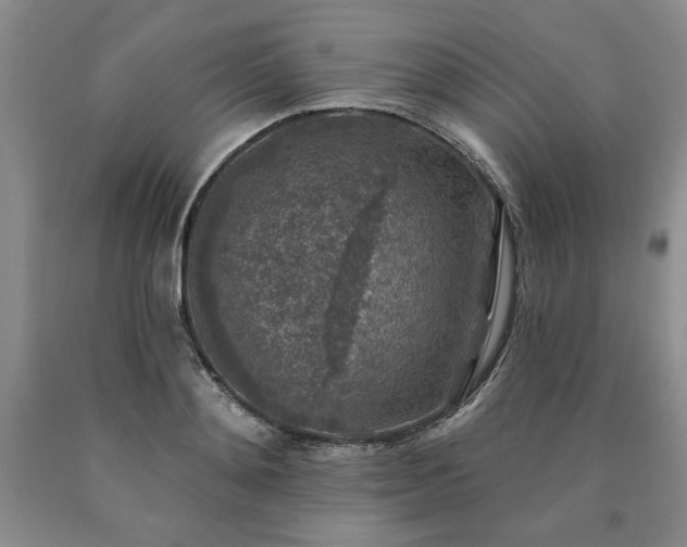 X0000090440892200707201250