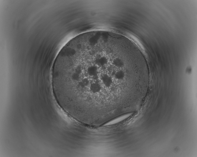 X0000090440907200707201250