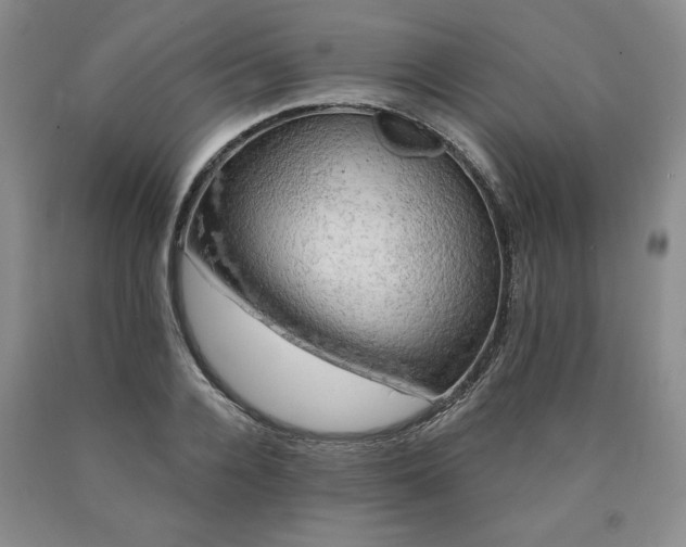 X0000090440936200707201250