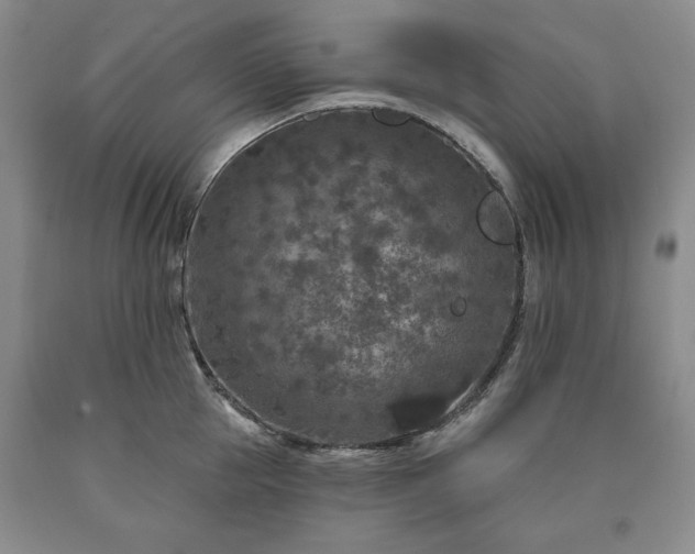 X0000090440953200707201250