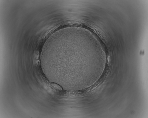 X0000090440963200707201249