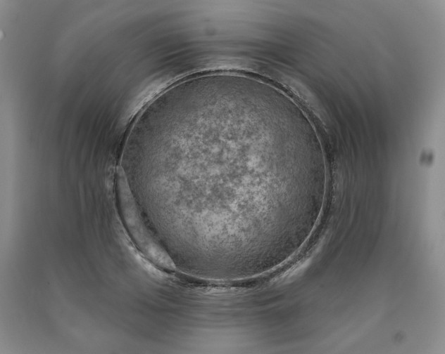 X0000090440985200707201249