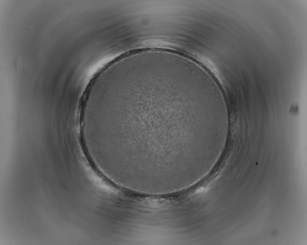 X0000090440987200707201249