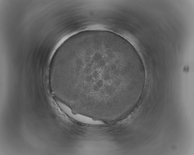 X0000090441008200707201249