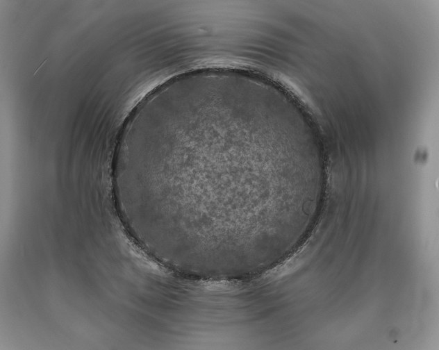 X0000090441025200707201249