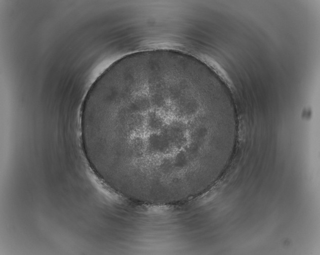 X0000090441031200707201249