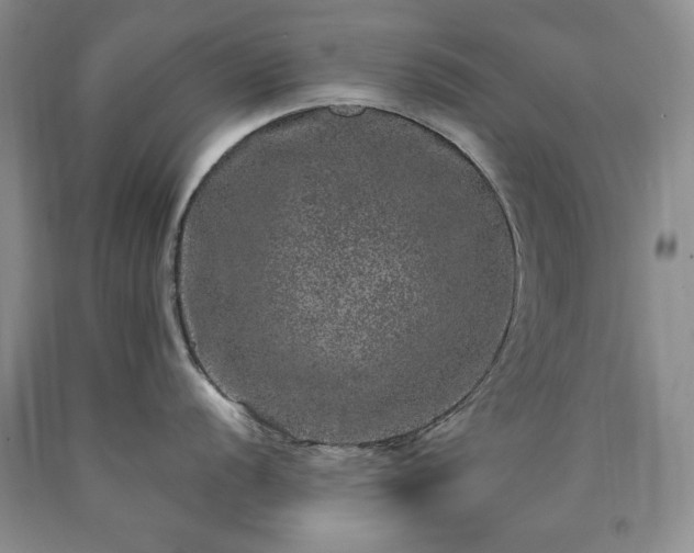 X0000090441056200707201249