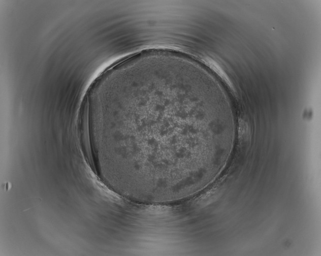 X0000090441068200707201248