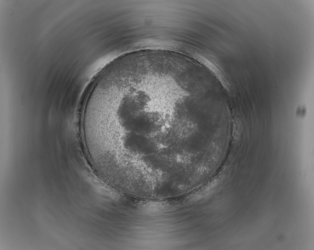 X0000090441074200707201248