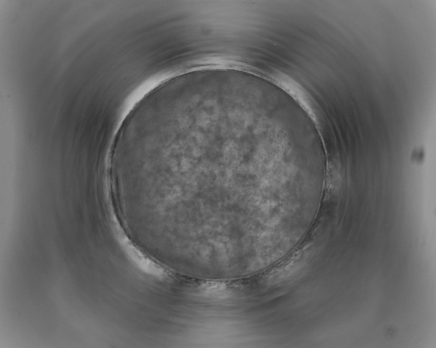 X0000090441098200707201248