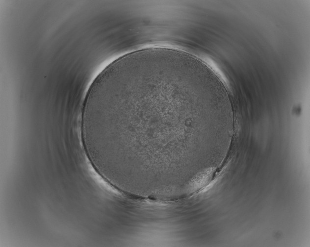 X0000090441100200707201248