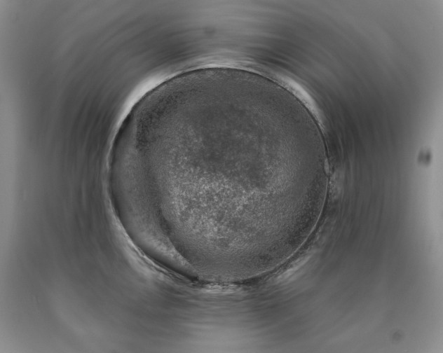 X0000090441146200707201248