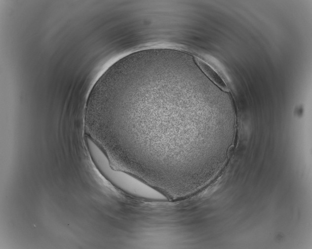 X0000090441244200707201246