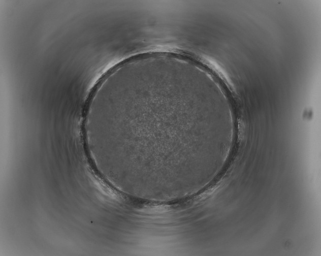 X0000090441260200707201246