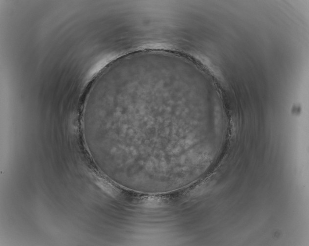 X0000090441266200707201246