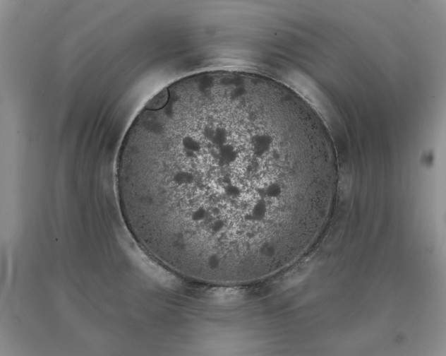 X0000090441283200707201245