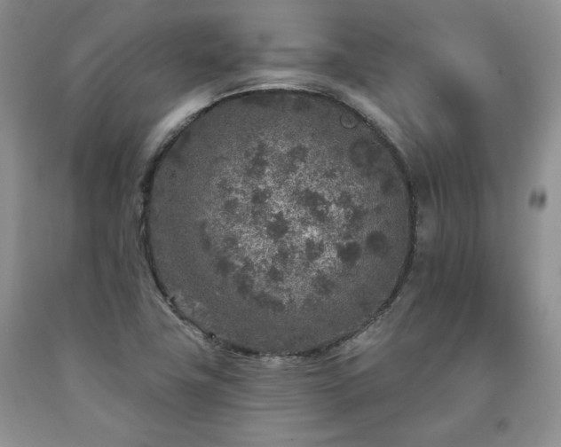 X0000090441411200707201244