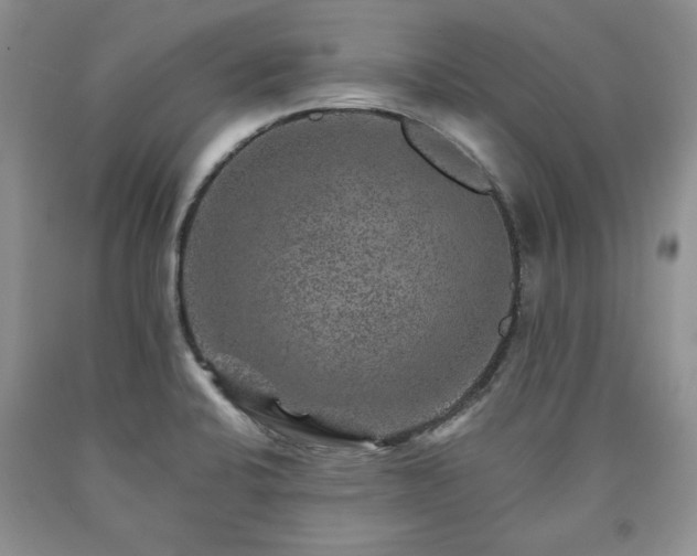 X0000090441424200707201244