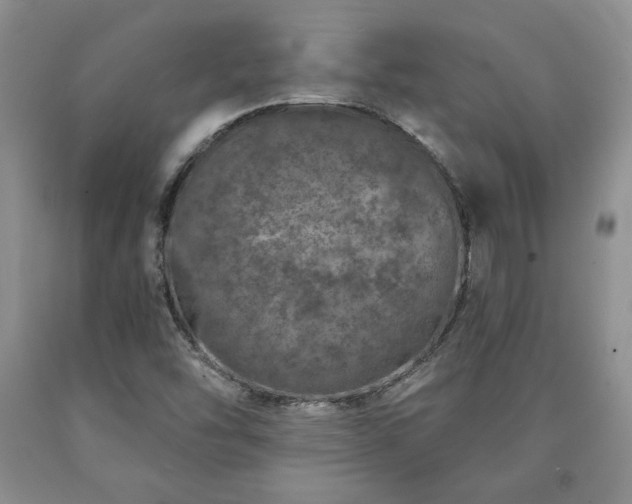 X0000090441454200707201243