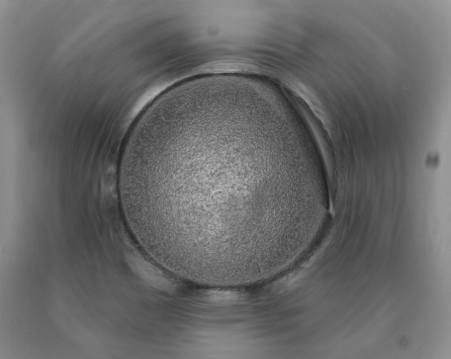 X0000090441465200707201243