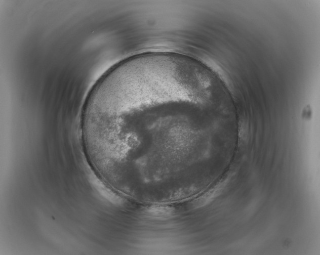 X0000090441466200707201243