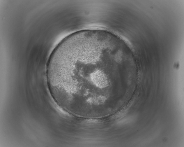 X0000090441470200707201243